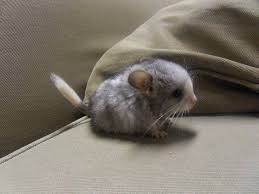 A cute chinchilla