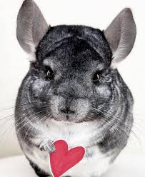 A cute chinchilla