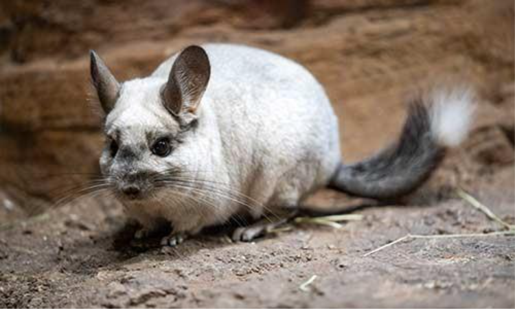 A cute chinchilla