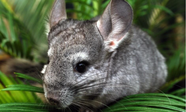 A cute chinchilla