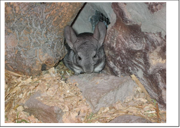 A cute chinchilla